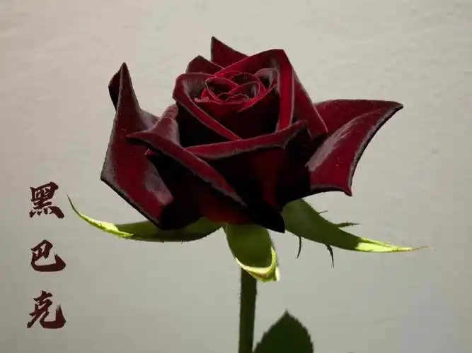 给大家分享的这个月季品种叫做黑巴克,是被誉为世上最黑的"黑玫瑰",既