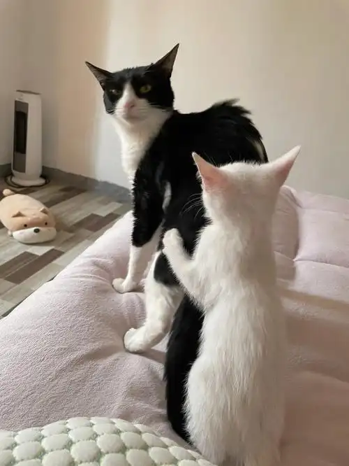 奶牛猫妈妈你快给他送走吧