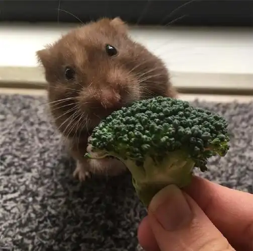 看仓鼠吃东西,自己也有种满足感是怎么回事?