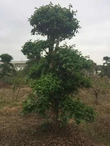 柞树_柞树面议_柞树采购_u_13971005501-花木易购