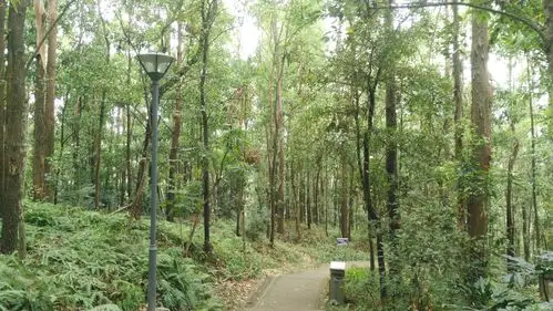 深圳龙岗八仙岭公园你去过吗?新建好的山路更好走了