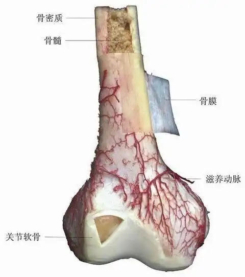 滑膜炎,骨膜炎,傻傻分不清楚!