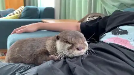 水獭睡觉的独特睡姿(中)