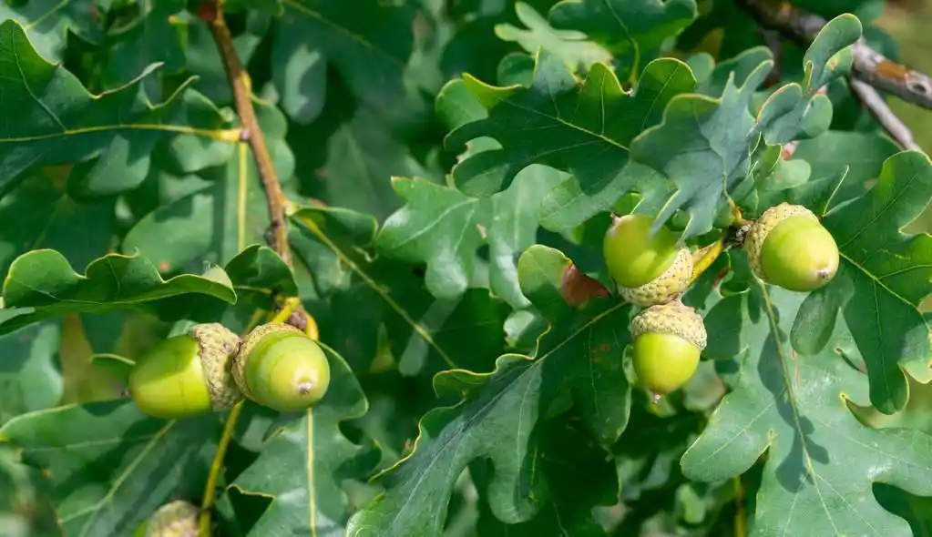俗称"陀螺果",曾是人类主食,做豆腐很美味,如今没人要