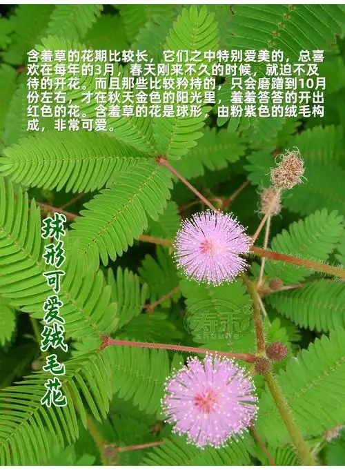 梦族庄园四季含羞草种子种籽小盆栽植物室内绿植草籽草种趣味害羞草孑