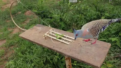 农村大姐野外捕猎,就地取材制作了这个陷阱,没想到真管用!
