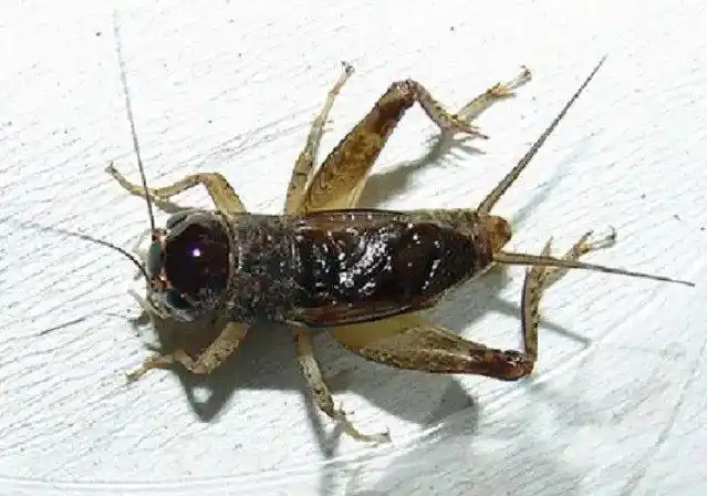 栅中,二只蟋蟀被草打得斗性大发,张着大牙,八角飞风,叫声连连.