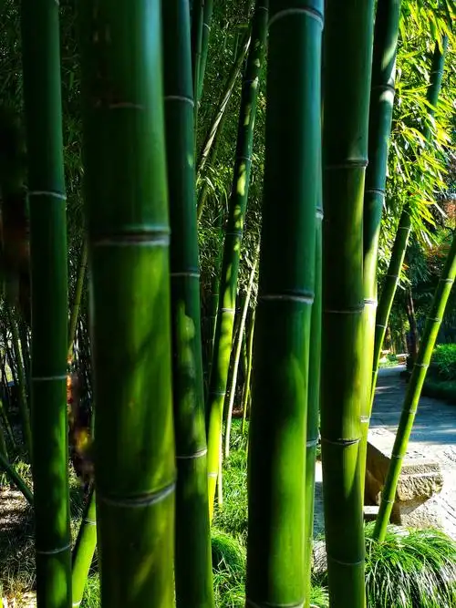 竹拍于扬州个园