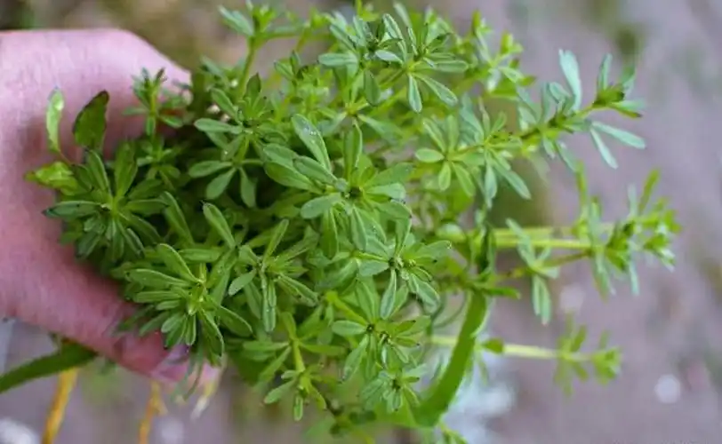 这种野草号称"不死草",专治高血压,抗癌,医院都在用!