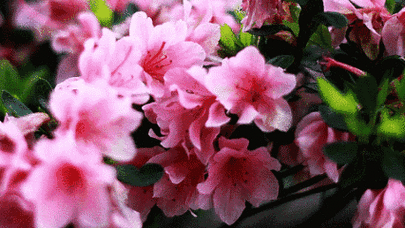 426_240gif 动态图 动图