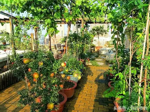 虽说现在流行阳台,楼顶种菜种水果,但大家似乎都觉得产量不够高,绝对