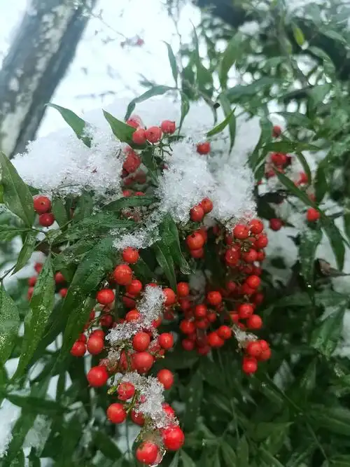 [行行摄摄]雪中一点红
