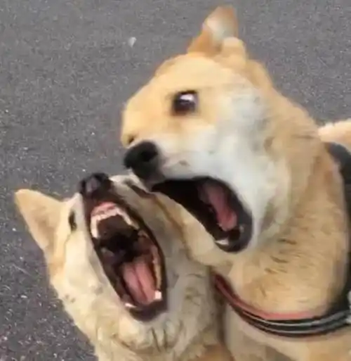 分享一波沙雕鬼畜情头!感受下这残暴而狰狞的爱吧