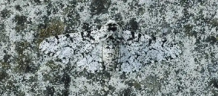 白桦尺蛾(动物)_技点百科