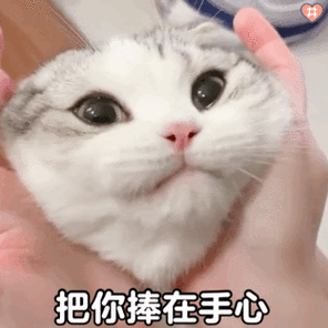 猫咪小泡芙表情包动图