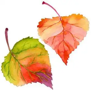 用手绘水彩风格分离杨树秋叶照片