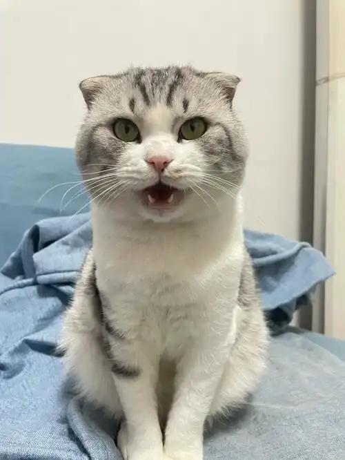 美短加白折耳猫