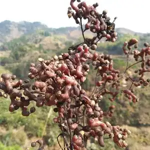 贵州大山野生新鲜拐枣生吃当季新货万寿果金钩梨拐枣干泡酒发顺丰