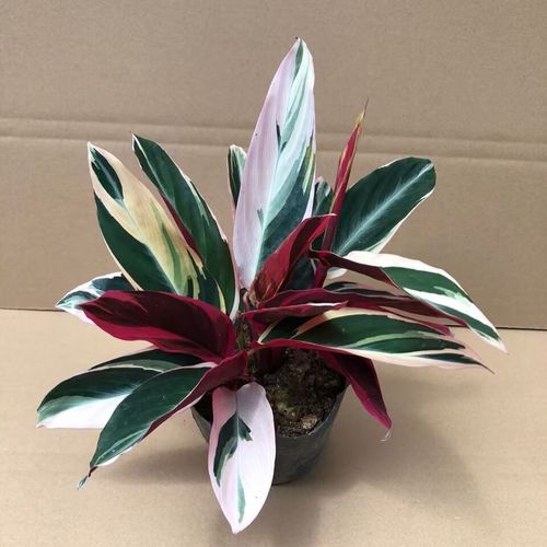 观叶绿植七彩凤凰竹芋盆栽翠玉双线苹果植物客厅室内水培净化空气