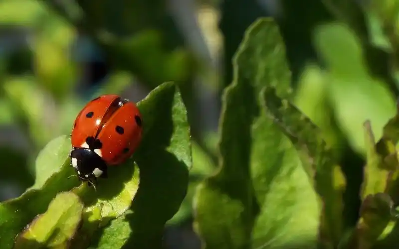益虫七星瓢虫图片-动物壁纸-高清动物图片-第4图-娟娟壁纸