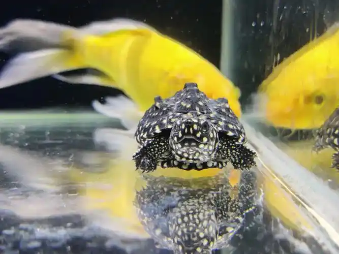 分享一波斑点池龟苗美照