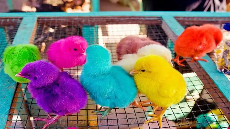 当年校门口的彩色小鸡为什么养几天就死了答案让人心酸