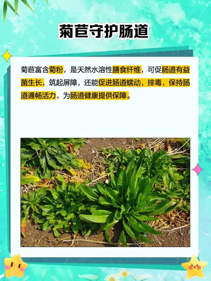 菊苣的作用与功效 家人们,今天我要和大家聊聊一种神奇的植物——菊苣