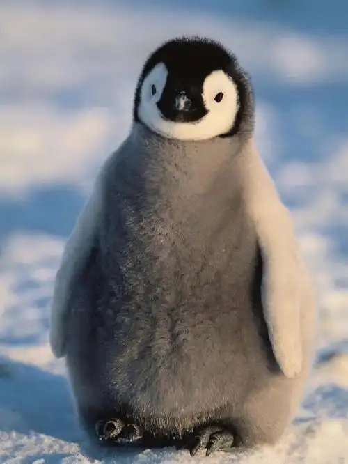 可爱企鹅图片请查收