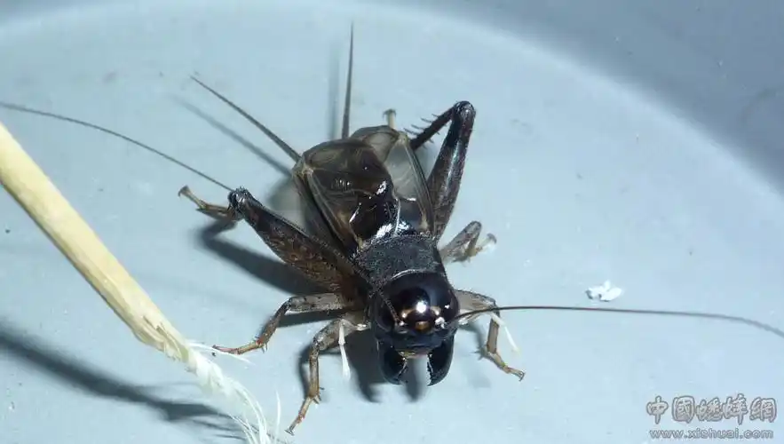 【520技术贴】黑牙十等级(图片网载) - 蟋蟀论坛 - 中国蟋蟀网