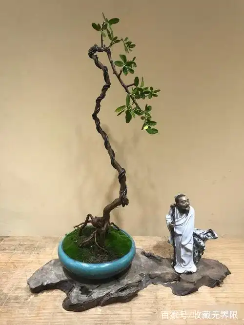 很有艺术特色的盆景作品欣赏,让人心旷神怡,放在室内充满艺术感