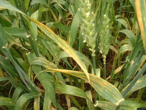 小麦中后期有哪些病害