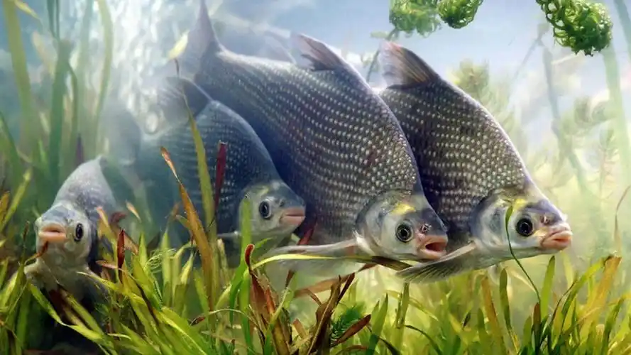 野钓鳊鱼的5个要领,学会以后钓到爆护