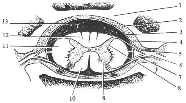 脊髓的位置形态与结构
