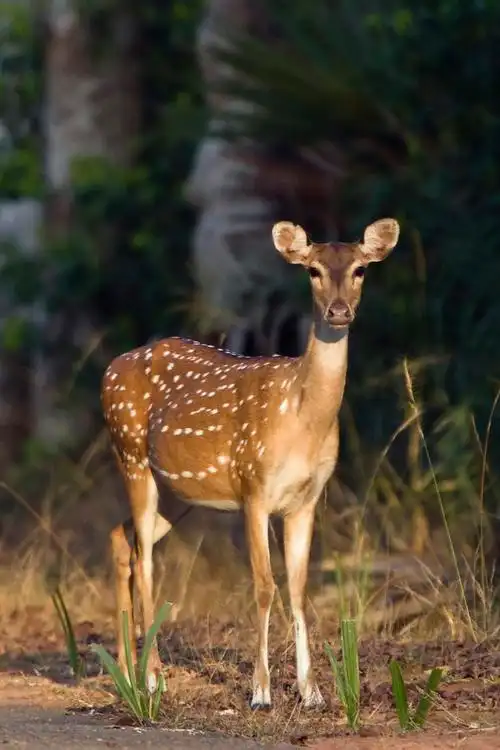 偶蹄目反刍亚目鹿科花鹿