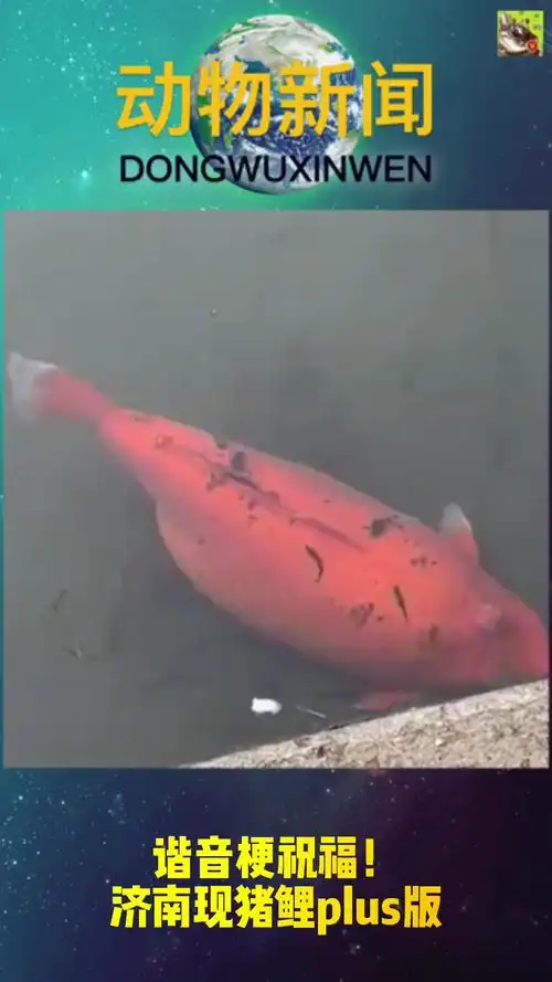 谐音梗祝福!济南现猪鲤plus版