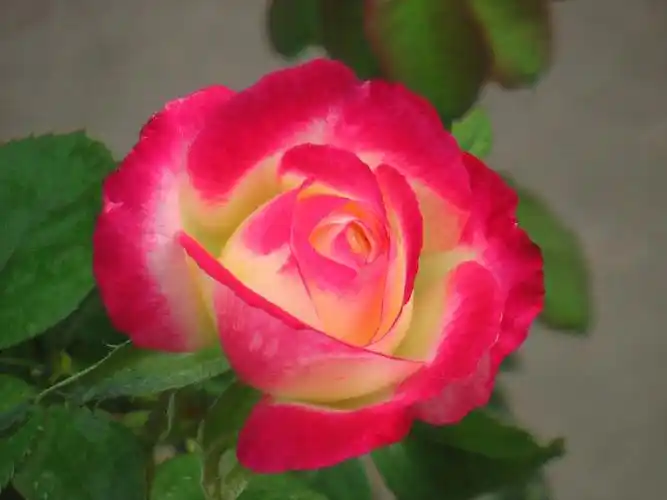 别人的月季之红双喜