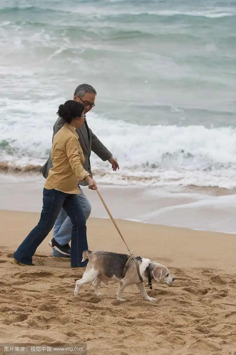 老年夫妻,海边,遛狗