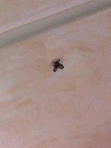 家里有会飞的小黑虫,怎么回事?我怀疑是从卫生间下水道飞进
