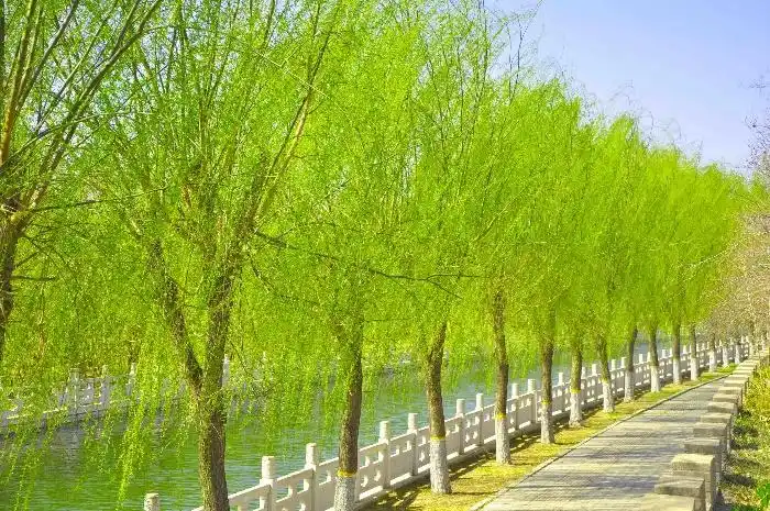 垂柳下小河旁春天的美让人心潮澎湃