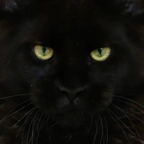 纯黑的缅因猫真的很绝