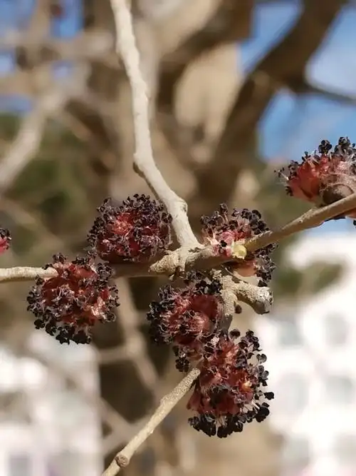 榆树花