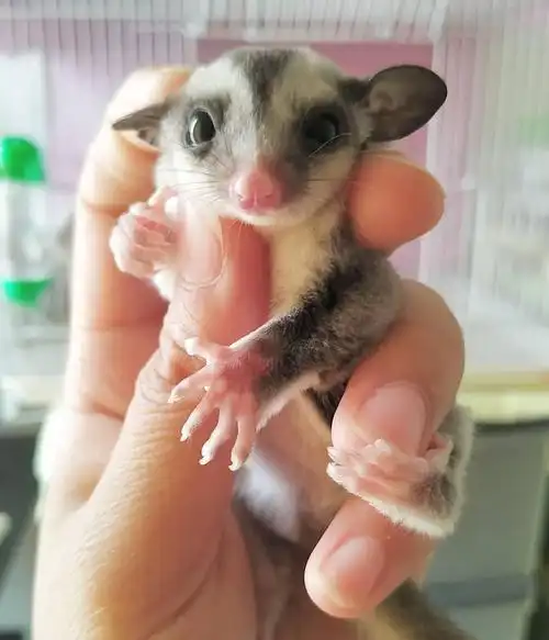 白脸蜜袋鼯多少钱一只,马赛克和白脸蜜袋鼯区别