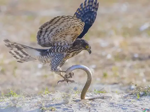 鹰抓蛇贺获鸟网首页鸟类精华