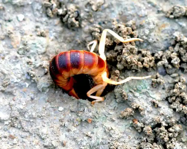 攻防兼备的小蠼螋