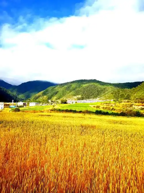 家乡美:若尔盖的秋天美,求吉的秋天更美!