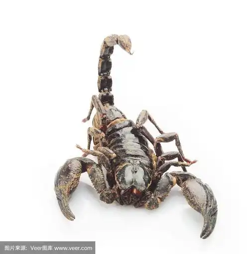 特写蝎子