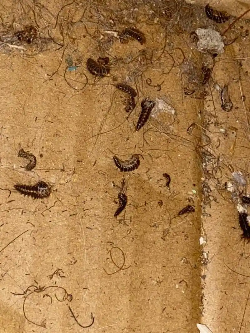 一晚睡觉,突然发现一只皮蠹爬到了床上,吓得几天都