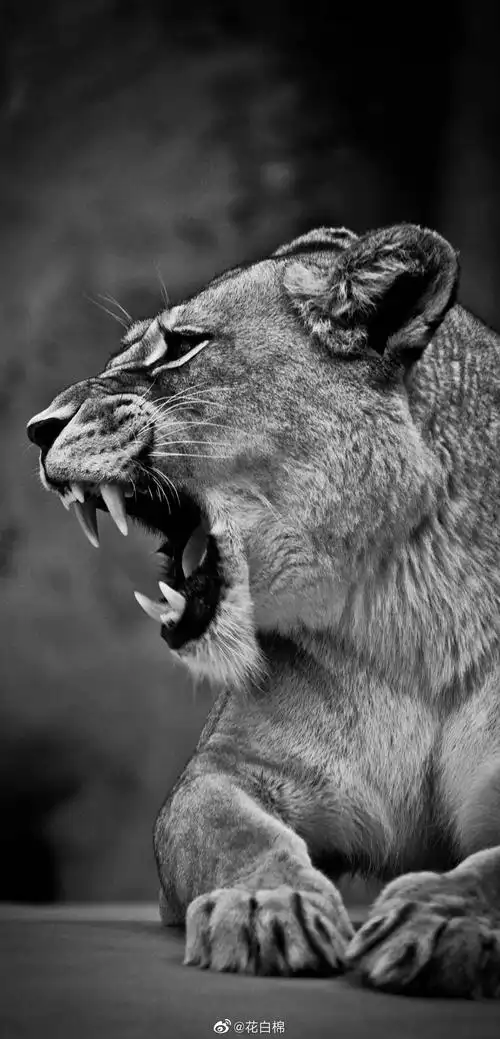 凶猛的野兽,适合男生霸气的手机壁纸