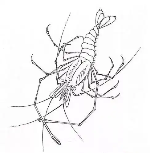 工笔虾蟹画法步骤分享
