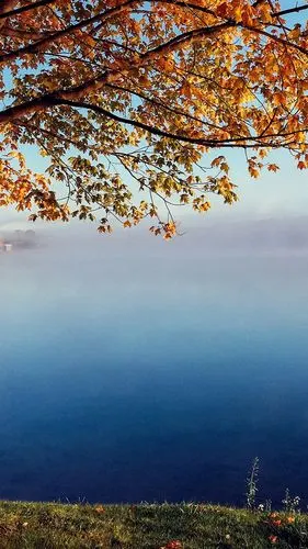 树,黄叶,湖,雾,早晨,秋天 828x1792 iphone 11/xr 壁纸,图片,背景